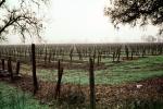 Rows of Vines, fog, trees, FAVV01P06_06