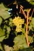 white grape, White Grapes, Grape Cluster, FAVV02P12_02.0943