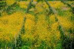 Mustard Flowers, FAVV03P04_19.0943