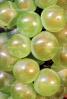 White Grapes, Grape Cluster, close-up, FAVV03P10_19B
