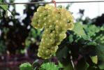 White Grapes, Grape Cluster, FAVV03P11_02