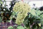 White Grapes, Grape Cluster, FAVV03P11_02B