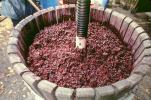 press, crusher, crushing, red grapes, FAWV02P05_08