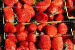 strawberry, texture, background, FGNV01P08_03.0946