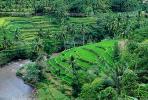 Rice Terrace, Terraced Hills, River, Island of Bali, FMAV01P02_01.0946