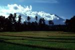 Island of Bali, Rice Paddy, FMAV01P04_05