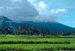 Island of Bali, Rice Paddy, FMAV01P04_07.0946