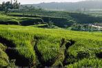 Island of Bali, Rice Paddy, FMAV01P04_10.0946