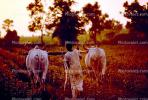 Tilling Soil, Plowing, Farmer, Oxen, Cow, Bull, Brahma, FMAV01P06_05.0946