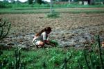 Girl, Woman, Planting, sowing, irrigation, Sythe, FMAV01P07_14