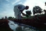 Planting, sowing, irrigation, Women, Woman, Water, FMAV01P08_04