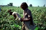 Cotton, Picking, Harvesting, FMAV01P09_09