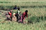 Woman, Women, Labor, Laborers, Harvesting, Kathmandu Valley, FMAV01P10_02