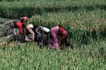 Woman, Women, Labor, Laborers, Harvesting, Kathmandu Valley, FMAV01P10_03