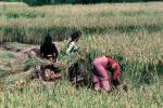 Woman, Women, Labor, Laborers, Harvesting, Kathmandu Valley, FMAV01P10_04