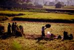 Woman, Women, Labor, Laborers, Harvesting, Kathmandu Valley, FMAV01P11_01.0946