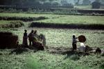 Woman, Women, Labor, Laborers, Harvesting, Kathmandu Valley, FMAV01P11_02