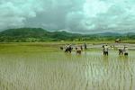 Rice paddy, planting, planters, farmers, workers, FMAV01P13_15.0947