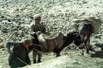 Donkey, Dirt, Afghanistan, Shanghai Shi, China, Chinese, Asian, Asia, FMAV02P01_08