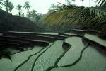 terrace, rice, Terraced Rice Fields, Island of Bali, FMAV02P02_07