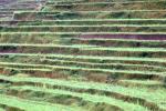 Terraced Rice Fields, Island of Bali, FMAV02P03_12