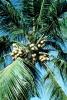 Palm Tree, Coconut, Samoa, FMAV02P08_09