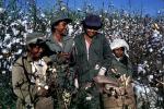 Smiling Boys, Picking Cotton, hats, labor, workers, FMBV01P03_12