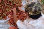 Coffee Bean, Harvesting, Processing, Man, Male, worker, manual labor, FMBV01P03_15.0947