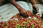 Coffee Bean, Harvesting, Processing, Man, Male, worker, manual labor, hands, FMBV01P03_16.0947