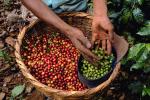 Coffee Bean, Harvesting, Processing, Man, Male, worker, manual labor, hands, FMBV01P03_19.0947