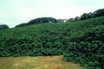 Coffee Plantation, Trees, Plants, FMBV01P04_13