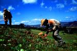 Planting, seedlings, man, men, workers, manual labor, hats, hills, FMBV01P05_09