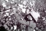 Picking Cotton, manual labor, worker, FMBV01P05_14