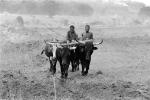 Man and Oxen tilling the soil, Plow, Plowing, Chibi, Zimbabwe, FMJPCD3307_030