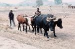 Man and Oxen tilling the soil, Chibi, Zimbabwe, FMJV01P03_13
