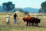 Man and Oxen tilling the soil, Chibi, Zimbabwe, FMJV01P04_03