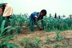 Girl Tending a Farmfield, Child Labor, FMJV01P04_17
