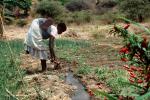 Cutting an irrigation ditch, Mother Farming with Child on her Back, near Tete, Mozambique, FMJV01P05_15