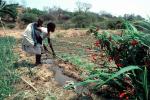 Cutting an irrigation ditch, Mother Farming with Child on her Back, near Tete, Mozambique, FMJV01P05_16