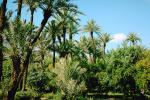Date Grove, Palm Trees, FMJV01P06_05.0839