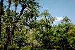 Date Grove, Palm Trees, FMJV01P06_05.0947