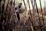 Sugar Cane Cutting, man, male, farmer, harvest, harvesting, machete, FMJV01P06_19