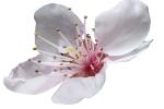 apple blossom, Two-Rock, Sonoma County, photo-object, object, cut-out, cutout, FMND02_127F