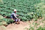Migrant Farm Worker, FMNV01P03_12
