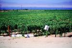 Grape Vines, Salton Sea, California, Endorheic Lake, FMNV02P01_04