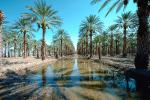 Palm Dates, water, irrigation, trees, desert, Coachella, California, FMNV02P01_16.0839