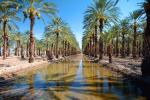 Palm Dates, water, irrigation, trees, desert, Coachella, California, FMNV02P01_17.0948