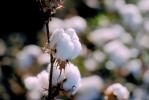 Cotton, FMNV02P10_03.0948
