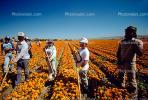 migrant farm workers, Fields, FMNV03P01_08.0118