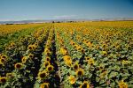 Sunflower Field, Dixon California, FMNV03P01_11.0949